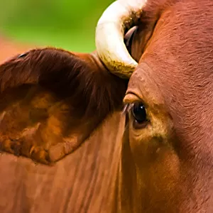 Close-up of a cows head