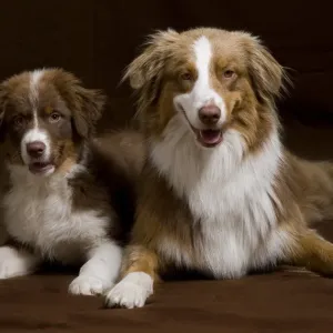 Close-up Print of Dogs and Puppy on Floor