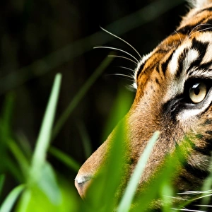 Close-up of male Sumatran tiger at zoo