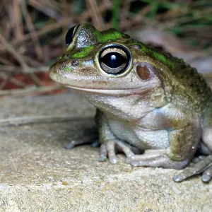 Close-up of a motorbike frog (Litoria moorei) Close-up of a motorbike frog (Litoria moorei)
