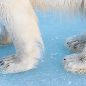 Close-up of polar bear paws