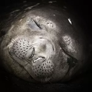 Close-up portrait of a sleeping elephant seal