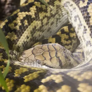 Close-up of python Close-up of python