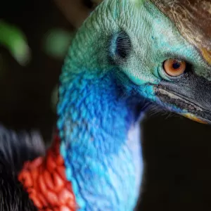 Close-Up Of a Southern Cassowary In Daintree, North Queensland, Australia