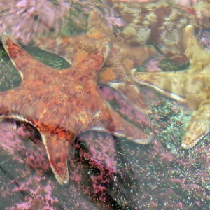 Close-up of a Starfish on a coral reef Close-up of a Starfish on a coral reef
