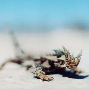 Close-up of a thorny devil lizard, moloch horridus, in Australia