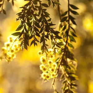 Close-up of wattle tree in bloom