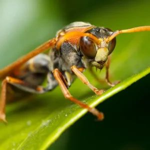 Australian Wasp Print, Close-up on Leaf Australian Wasp Print, Close-up on Leaf