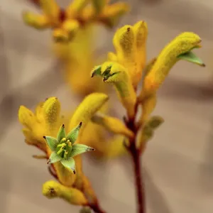 Close up of Yellow Kangaroo Paw Flowers Close up of Yellow Kangaroo Paw Flowers