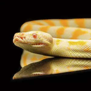 Close up of young python Close up of young python