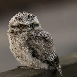 Closeup of a Juvenile Tawny Frogmouth owl