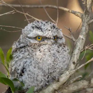Closeup of a Juvenile Tawny Frogmouth owl Closeup of a Juvenile Tawny Frogmouth owl