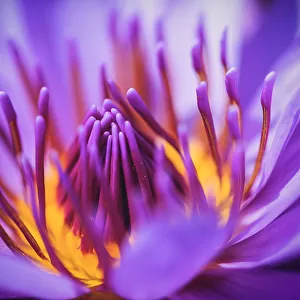 Closeup of purple waterlily