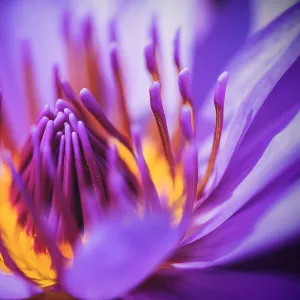 Closeup of purple waterlily