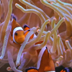 Clown Fish in their anemone