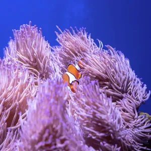 Clown fish in an anemone in Australian waters