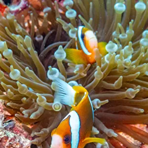 Clown fish, Coral Reef