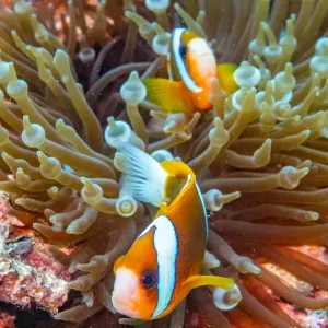 Coral Reef Clown Fish Print Coral Reef Clown Fish Print
