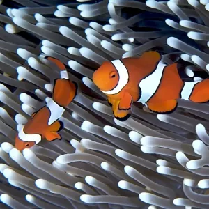 Clownfish Clownfish