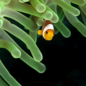 Clownfish on green anemone