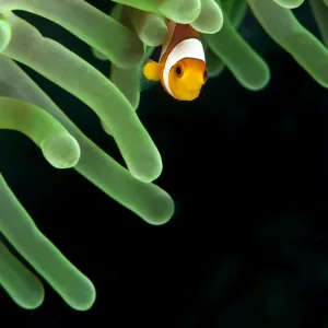 Clownfish on green anemone