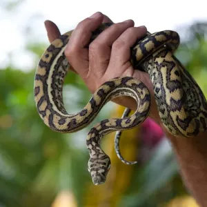 Coastal Carpet Python Print
