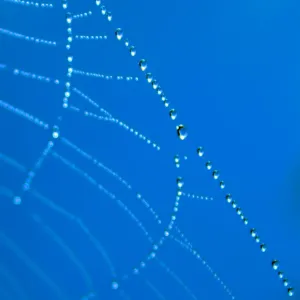 A cobweb covered in morning dew creating an abstract image A cobweb covered in morning dew creating an abstract image