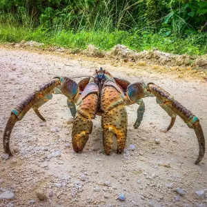 Coconut Crab Coconut Crab
