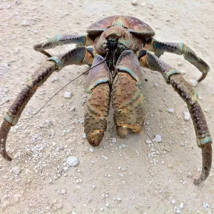 Coconut Crab | Christmas Island | Australia