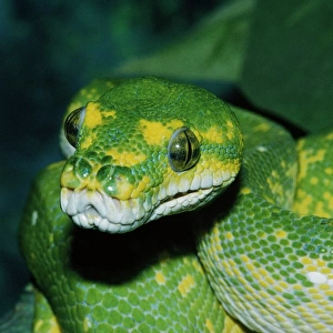 Coiled green tree python