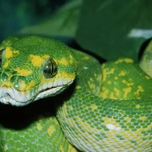 Coiled green tree python Coiled green tree python