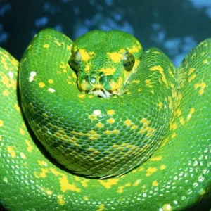 Coiled Vine Snake Print