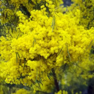 Color Stories - Yellow