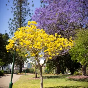 Yellow Trumpet Tree Print, Brisbane Queensland