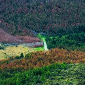 Colorful forest Colorful forest