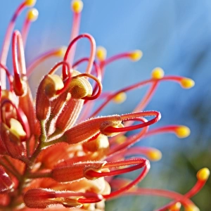 Colorful native flower, Grevillea