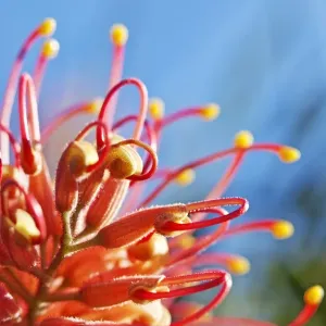 Colorful native flower, Grevillea