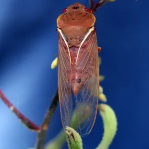 Colourful Cicada Print Colourful Cicada Print