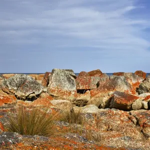 Colourful lichen on rocks by the coast Colourful lichen on rocks by the coast