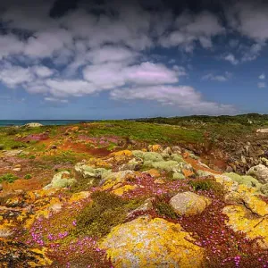 Colourful wild flowering Native Pigface (CarpoBrotus) at Disappointment bay, North Cape, King Island, Bass Strait, Tasmania, Australia Colourful wild flowering Native Pigface (CarpoBrotus) at Disappointment bay, North Cape, King Island, Bass Strait, Tasmania, Australia