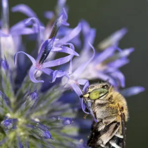 Common Blue-banded Bee roosting on flower