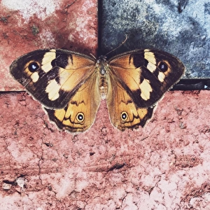 Common brown butterfly resting outdoors on some bricks