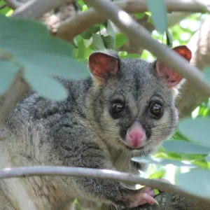 Australian Animals Poster Print Collection: Possum