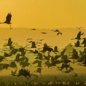 Common crane (Grus grus)