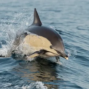 Common dolphin breaching, Montague Island, NSW, Australia Common dolphin breaching, Montague Island, NSW, Australia