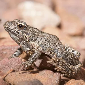 Common Eastern Froglet (Crinia signifera)