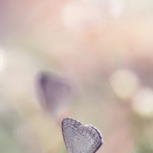 Common Grass Blue Butterfly Common Grass Blue Butterfly