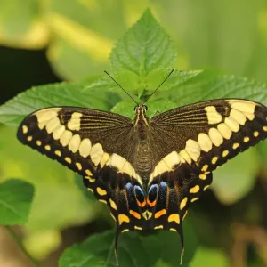 Common Lime Butterfly Print - Papilio demoleus Common Lime Butterfly Print - Papilio demoleus