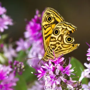 Common Silver Xenica Butterfly on a Hebe Common Silver Xenica Butterfly on a Hebe