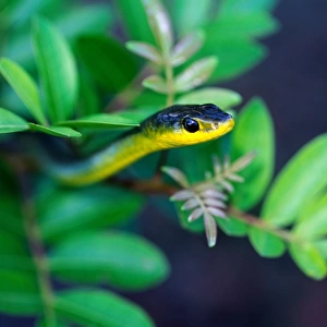 Common tree snake (Dendrelaphis punctulata) Australia
